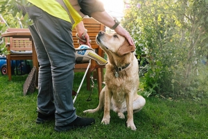 Campaigners Urge Creation of National Register for Assistance Dogs